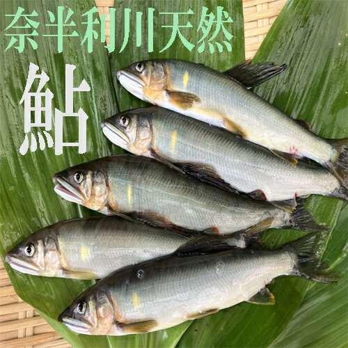 【ふるさと納税】奈半利川の友釣り天然アユ　天然 炭火焼 高知県 清流 奈半利川 冷凍鮎 4尾 9尾選べる