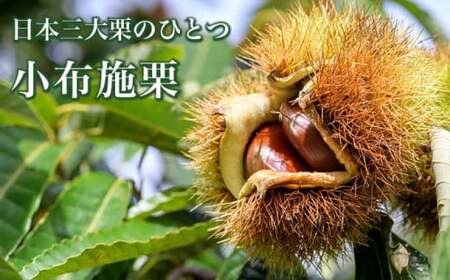小布施栗 約2kg［おぶせファーマーズ］ 栗 生栗 長野県産 信州産 令和8年度【2026年9月中旬〜11月上旬発送】［F-37］