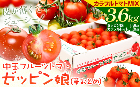 中玉フルーツトマト ゼッピン娘 1.8kg カラフルトマトMIX 1.8kg 計3.6kg 《10月中旬～5月末頃出荷》希少な品種 華おとめ 甘い 野菜トマト野菜サラダ