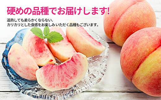 《2026年産 先行予約》山形県産 硬め白桃 秀品 3kg（6～12玉前後）  もも モモ 桃 デザート フルーツ 果物 くだもの 果実 食品 山形県 FSY-1242