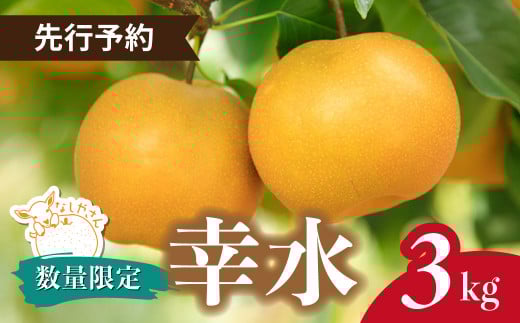 ＼先行予約 / 限定5箱／ 梨 幸水 約3kg(6～9個入り) 東松山市産 | なし ナシ こうすい 果物 フルーツ 新鮮 自然栽培 農園直送 産地直送 農家直送 限定 期間限定 数量限定 贈答 贈り物 プレゼント ギフト 旬 甘い デザート お取り寄せ なしやさん 埼玉県 東松山市