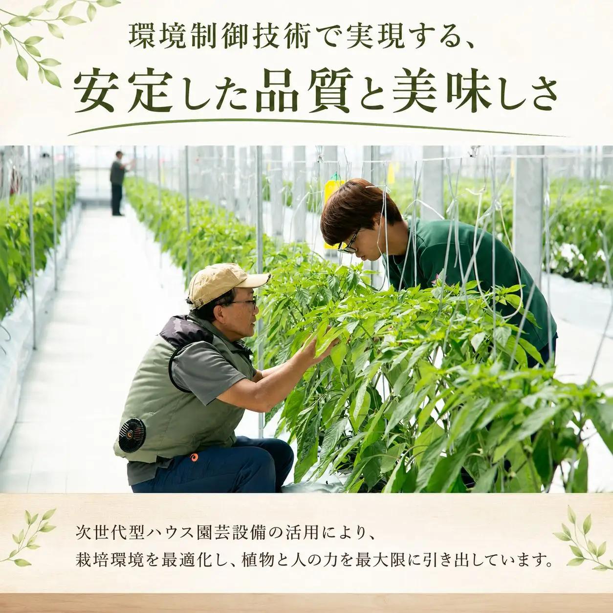 【先行予約】 ししとう 1kg 野菜 獅子唐 