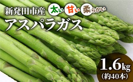 アスパラガス 1.6kg 令和7年産 アスパラ アスパラ アスパラ アスパラ アスパラ アスパラ アスパラ  C01_01
