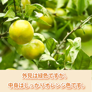 【先行予約】みかん 日南のひめ 5kg 静岡県 牧之原市 大石農園