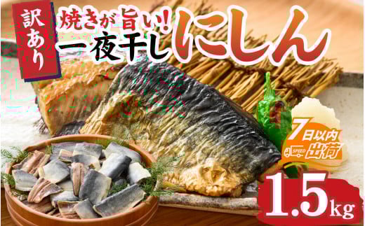 【訳あり】 焼きが旨い！ 一夜干しにしん 約1.5kg [A-155001]