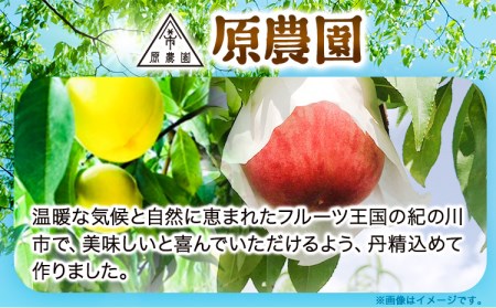 もも とれたて桃 旬の桃をお届け 約2kg 原農園《2025年6月中旬-8月下旬頃出荷》 和歌山県 紀の川市 果物 フルーツ 桃 もも モモ 日川白鳳 夏雄美 白鳳 なつっこ 滝の沢ゴールド つきあか