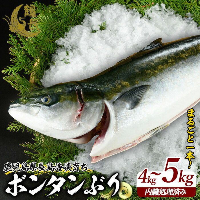 【ふるさと納税】＼ レビューキャンペーン対象品 ／ 高評価★4.8 ボンタンぶり まるごと1本(内臓処理済) 長島町 特産品 の 柑橘 ボンタン を食べた 臭みのない 鰤 産地直送 ブランド ぶり 冷蔵 ふるさと納税 ぶり 刺身 ぶりしゃぶ ぶり大根 海鮮丼【鶴長水産】turu-6070