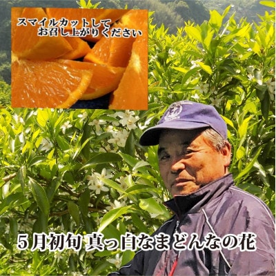 【JAS認証有機栽培】こんな柑橘初めてプルプル新食感「まどんな」約3kg【C39−25】【1044609】