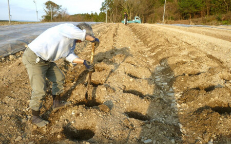 食べて栄養価の高い野菜になる美味しい高級八女煎茶　071-001