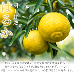 ＜先行予約受付中！2026年2月上旬以降順次発送予定＞数量限定！鹿児島県産 はるか(約9kg) 国産 柑橘 果物 果実 くだもの フルーツ 旬 デザート 期間限定 数量限定 鹿児島県産 阿久根市産 樹