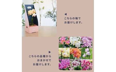 小さな 胡蝶蘭 2本立ち 鉢 付き 1鉢 ranto Lサイズ 【 胡蝶蘭 】
