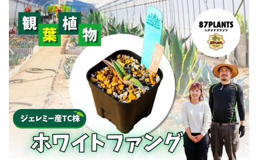 ガーデニング 多肉植物 アガベ White Fang 園芸 花 フラワー 観葉植物 リュウゼツラン 竜舌蘭 ホワイトファング US Hidden Agave産 ふるさと納税 茨城県 鹿嶋市