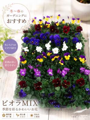 【ふるさと納税】産地直送の元気なビオラ！ 40個詰め合わせ(11月頃より順次発送)