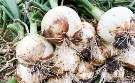【わいわいベジタブル】春の訪れ！淡路島の新たまねぎ（10㎏）◆配送２月～５月下旬