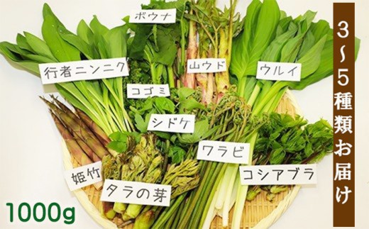 【5月上旬発送開始予定】  期間限定 天然山菜 食べ比べセット 約1000g  ／ 山菜 春の山菜 春 さんさい 旬 春の味覚 食べ比べ 味比べ セット 季節物 季節野菜 旬野菜 春野菜 春の野菜 山菜セット 詰め合わせ 詰合せ てんぷら 天ぷら 天婦羅 産地直送 季節限定 数量限定 じじちゃん おすすめ オススメ