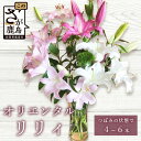 【ふるさと納税】【生産者直送】幸せと笑顔を届けるオリエンタルリリィ ユリ 百合 花 切り花 フラワー 艶やか 美しい 華やか 可憐 鮮やか 長持ち 強い 有機肥料 自然 人気 ラッピング プレゼント 贈り物 贈答 佐賀県 鹿島市 送料無料 B-313