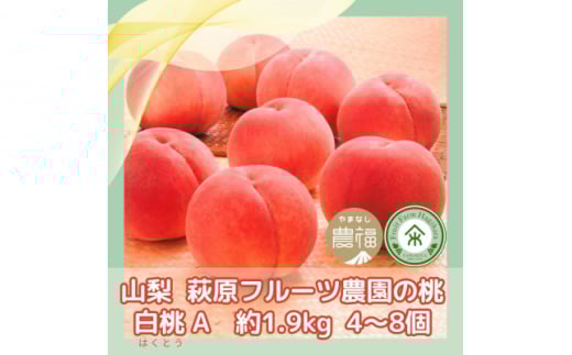 ＜2025年先行受付＞山梨 萩原フルーツ農園の桃　白桃A (約1.9kg 4～8個入)【1477610】