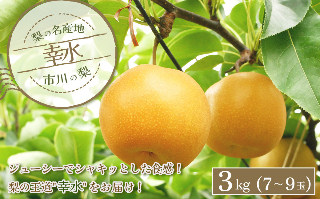 
                  市川の梨　幸水　3kg（7～9玉）　【12203-0257】
                