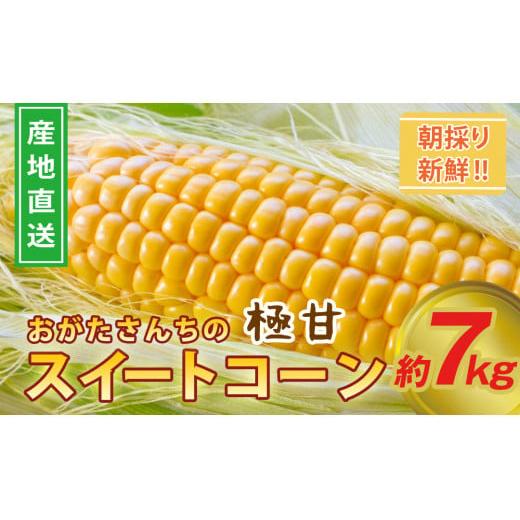 緒方さんちの朝どれスイートコーン『イエロー』約7kg【先行予約 2026年発送】＜1-43＞＊
