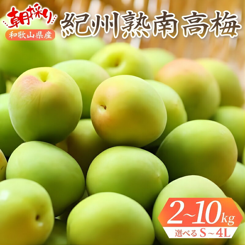 【ふるさと納税】 紀州熟 南高梅 青梅 (選べるサイズ S〜4L・選べるキロ数 約2〜10Kg) 【2026年6月上旬〜順次発送予定】【和歌山県産 朝採り生うめ ウメ シロップ・ジュース・フルーツ 果物 くだもの 食品 人気 おすすめ クール便送料無料】
