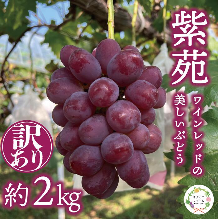 【ふるさと納税】 【きよとうファーム】訳あり 紫苑 約2.0kg (岡山県産) / ぶどう ブドウ 葡萄 フルーツ 果物 真庭市 フルーツ王国 きよとう果樹園【配送不可地域：離島】