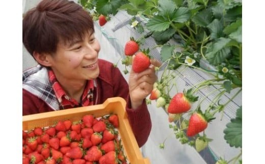 【数量限定】2026年予約販売開始 珠姫（たまひめ）×２パック 先行予約 早期終了予定あり いちご 苺 イチゴ ブランド 旬 産地 直送 フレッシュ 新鮮 いちご農家 めいとく農園 奈良県 奈良市 奈