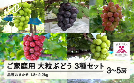 【農業者支援】≪先行予約≫ご家庭用 2026年山形県産 品種おまかせ 大粒ぶどう3種セット 1.8～2.2kg（3〜5房） 2026年9月中旬から順次発送 ぶどう ブドウ 葡萄 マスカット 大粒 種な