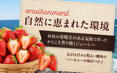 いちご 約1kg いちご 紅ほっぺ 愛媛県大洲市/沢井青果有限会社[AGBN054]