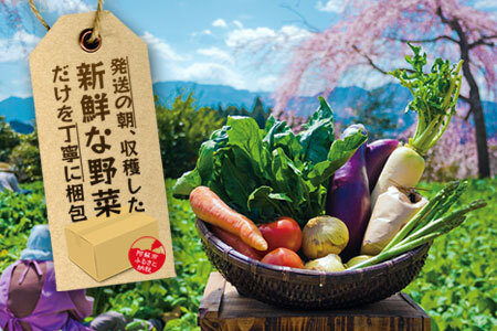 【定期便 全6回】畑から直送  季節のお野菜セット Mサイズ 