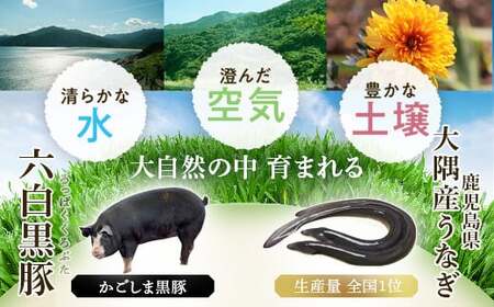 【B02103】ふるさと2選A うなぎ(有頭・125g以上×2尾) と焼豚(約200g×5個・計約1kg)のセット 鹿児島 国産 九州産 黒豚 豚肉 お肉 焼豚 チャーシュー うなぎ 鰻 ギフト 贈答