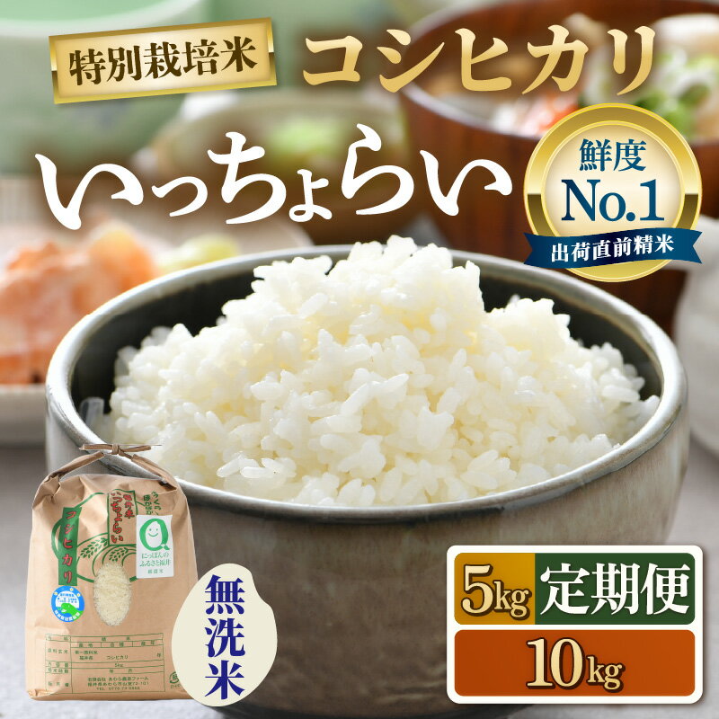 【ふるさと納税】【先行予約】【令和8年産・新米】【一等米】特別栽培米 コシヒカリ いっちょらい 無洗米 5kg 10kg 定期便【選べる容量 定期便】 ／ 5キロ 10キロ 定期便 12ヶ月 福井県産 ブランド米 コシヒカリ ご飯 白米 新鮮 大賞 受賞 ※2026年10月上旬以降順次発送予定