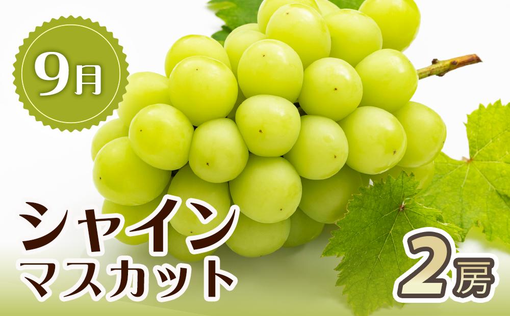 【7・8・9月 全3回 定期便 】紀州和歌山産旬のフルーツセット（桃・種なし巨峰・シャインマスカット）【UT124】