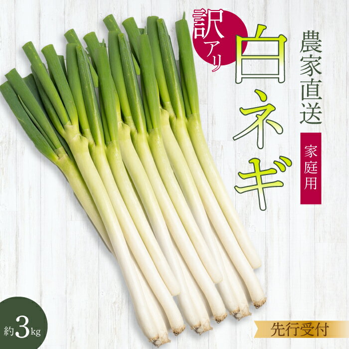 【ふるさと納税】楽天限定【先行受付】《訳あり》みのる農園 農家直送！白ねぎ3kg 家庭用 2025年12月上旬以降お届け 野菜 やさい 広島県三原市 206006