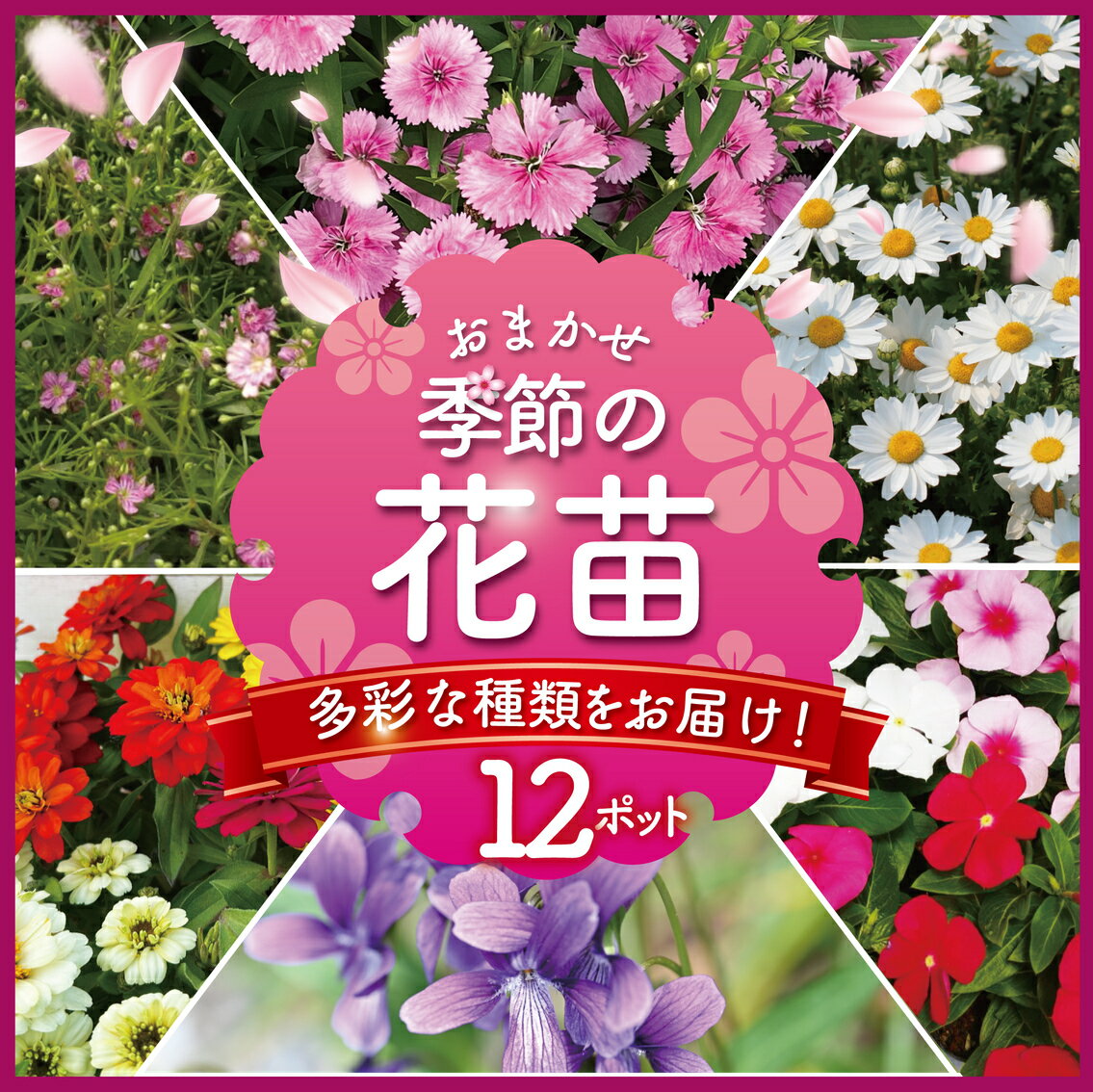 【ふるさと納税】季節 の 花苗 おまかせ 12 ポット 花 生産農場 直送 寄せ植え ガーデニング 緑 はな hana ダールベルグデージー カスミソウ かすみ草 なでしこ ナデシコ すみれ スミレ ガザニア ストック 葉ボタンプラチナケール 苗 植物 渡辺花園 神奈川 湘南 藤沢