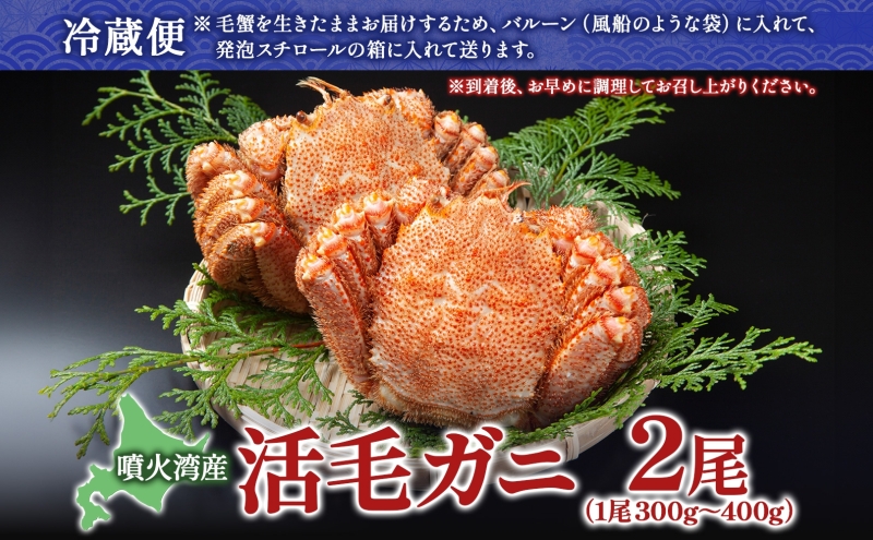 北海道 噴火湾産 活毛がに 2尾 （1尾300g～400g） 2025年6月下旬～7月中旬お届け 先行受付 北海道産 旬 新鮮 毛がに かに カニ 蟹 毛ガニ 毛蟹 カニ味噌 天然 噴火湾 産地直送 