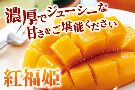 【2024年発送 予約受付分】「紅福姫ブランド」石垣島のマンゴー 1kg 2〜3玉【沖縄県 石垣市 産地直送 旬 石垣島産 マンゴー 完熟マンゴー アーウィン種マンゴー】