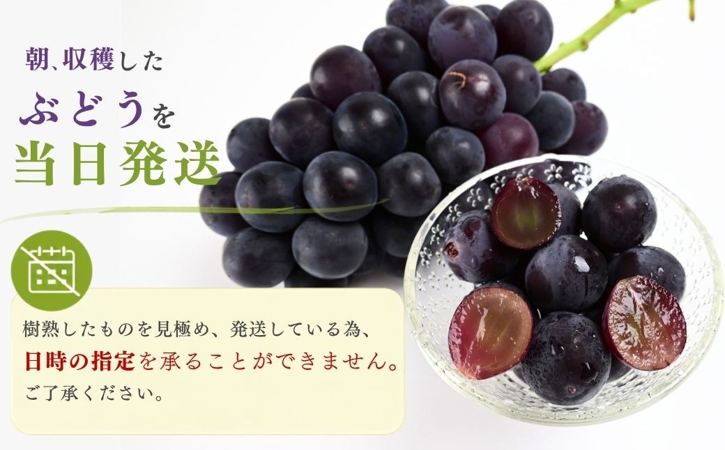 種無し巨峰  約1.3kg (2～3房) | 巨峰 種なし きょほう キョホウ 直送 新鮮 朝採れ あさどれ 朝収穫 ぶどう