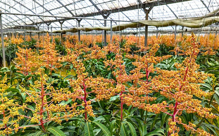 2025年発送【TROPICAL FIELD モリ之ナカ】贈答用マンゴー約2kg（4～6玉） フルーツ 果物 期間限定 数量限定 先行予約 南国 プレゼント お土産 おみやげ ギフト くだもの 沖縄 