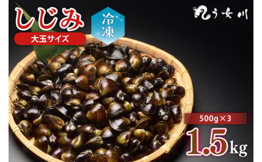 IX-12　しじみ　冷凍　特選　大玉　1.5kg（500ｇ×3）砂抜き済み　涸沼川　う女川