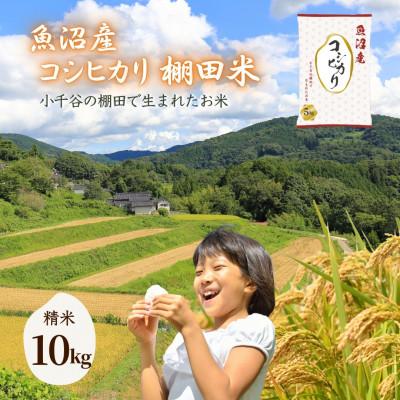 ふるさと納税 小千谷市 令和8年産 魚沼産コシヒカリ 棚田米 精米10kg(5kg×2袋)