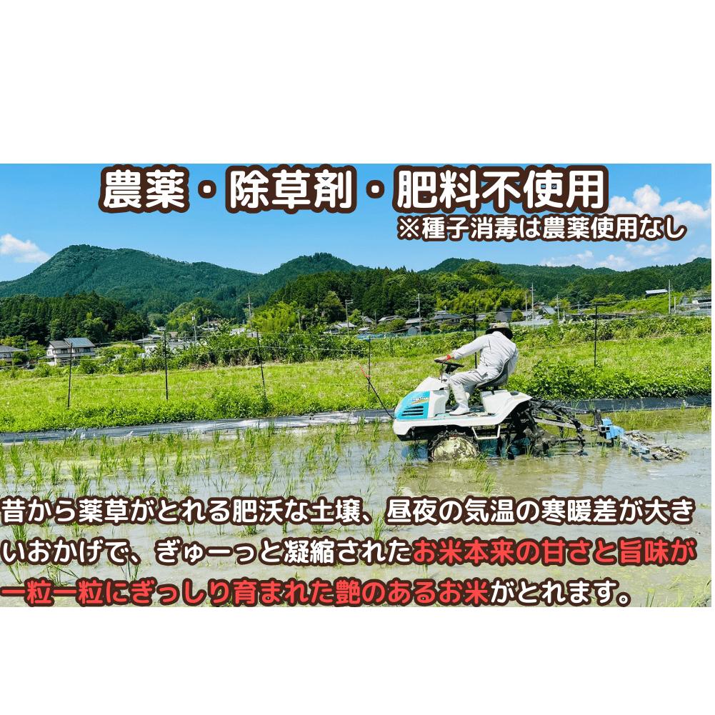 先行予約★自然栽培米 ★2カ月毎６回★新米 【令和6年産 】玄米 5kg ９月末より順次発送/自然栽培米 新米 令和6年産 玄米  農家やまおか 無農薬 国産 お米 奈良県 宇陀市_イメージ3