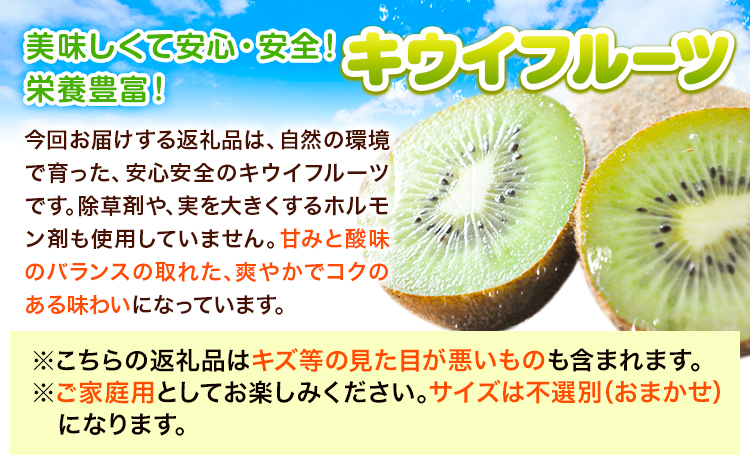 和歌山県紀の川市産 キウイ約5kg ときわオンライン《12月下旬5月中旬頃出荷》 和歌山県 紀の川市 キウイ キウイフルーツ 果物 フルーツ 送料無料