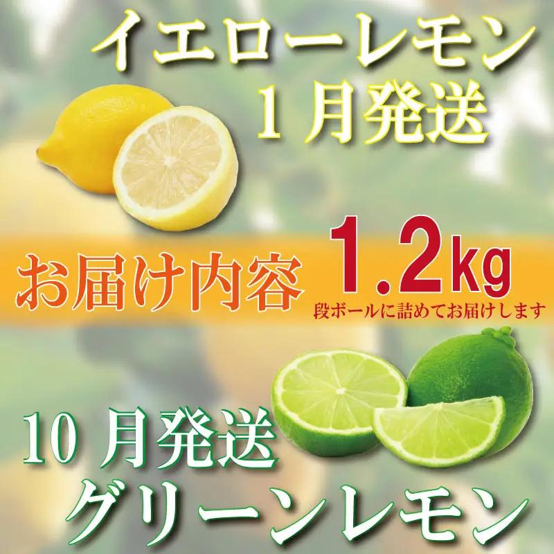 【2026年10月順次発送】 レモン 1.2kg (10or12個) れもん 檸檬 柑橘 フルーツ 