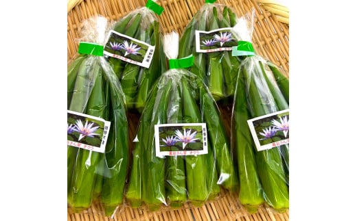 オクラ 20袋 約1.4kg 約1.4キロ おくら 国産 オクラ 新鮮野菜 美味しい 野菜 厳選 新鮮 おかず 常温 配送 副菜 惣菜 煮物 朝どれ 詰め合わせ 取り寄せ グルメ お取り寄せグルメ お取り寄せ サラダ 高知県 高知 6000円 黒岩さん家のオクラ