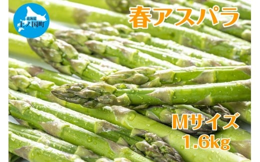 【2026年春発送】寅福菜園の朝採り春アスパラ　M（1.6㎏）　グリーンアスパラ　朝採れ　農家直送　新鮮　甘い　春野菜　旬野菜　特産品　北海道産