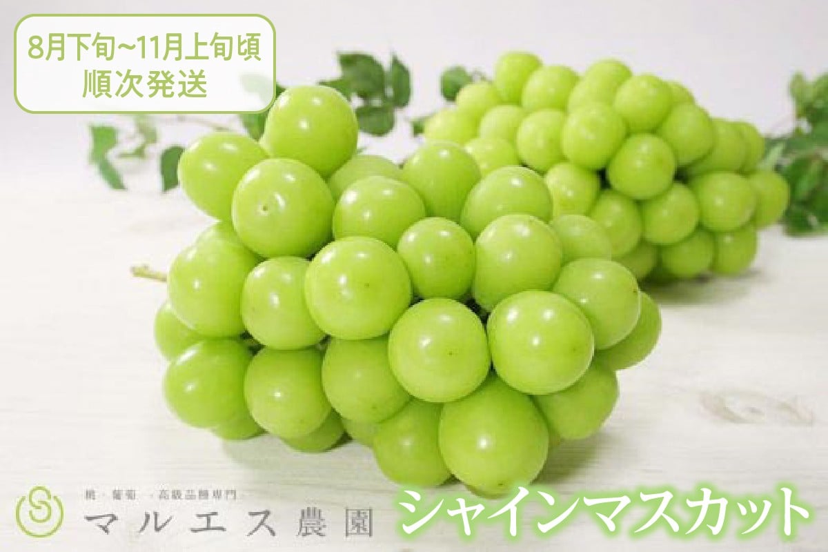 
            【選べる発送年度】クール配送「マルエス農園」シャインマスカット2房～3房 合計1.5kg以上【2025年発送】【2026年発送】（MS）B15-111 【山梨県 シャインマスカット フルーツ 大粒 ぶどう 葡萄 ブドウ 果物 人気 種なし 新鮮 高級 ギフト 山梨県産 甲州市 贈答 くだもの 先行予約 期間限定 令和7年 令和8年】
          