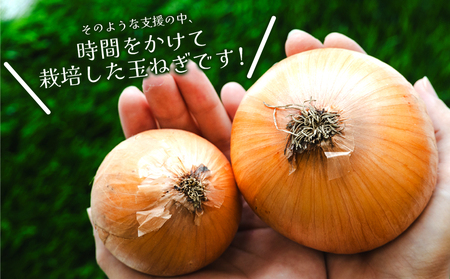 玉ねぎ 10kg 家庭用 野菜 高知 大小混合 【玉ねぎ 玉葱 タマネギ 玉ねぎ 高知県 たまねぎ 玉ねぎ 玉ねぎ 玉ねぎ 玉ねぎ 玉ねぎ】 高知県 香南市 ke-0038
