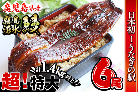 【数量限定】超特大！鹿児島県産 山田水産の霧島湧水鰻(計1400g以上・236g以上×6尾) うなぎ 鰻 ウナギ 6尾 国産 九州産 蒲焼き かばやき 冷凍 うな重 ひつまぶし タレ 山椒 人気 c7-010