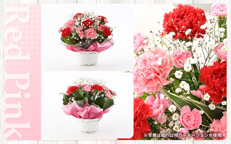 定期便 ≪3ヶ月連続お届け≫ 選べるカラー 季節のフラワーアレンジメント L (レッド・ピンク) 【お花 フラワー アレジメント 花束 ギフト 生花 プレゼント 花束 花 記念日 敬老の日 お祝い】 