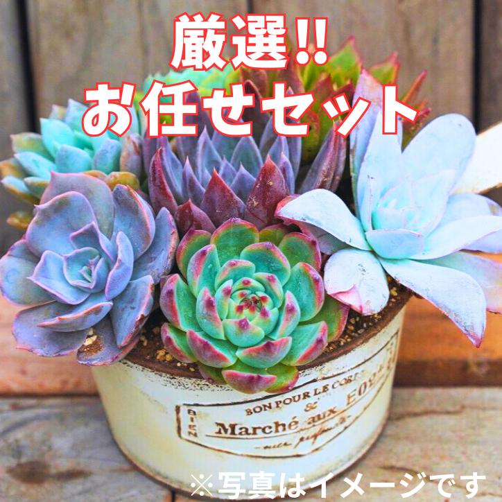 
７３１．【厳選株】【農場直送】多肉植物エケベリア ぷっくり充実株!! おまかせ7品種セット
※着日指定不可
※北海道・沖縄・離島への配送不可
